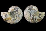 Agate Replaced Ammonite Fossil - Madagascar #158316-1